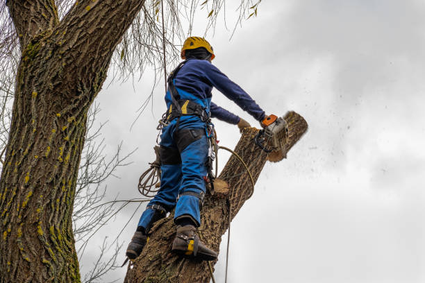 Leaf Removal in Mount Airy, GA