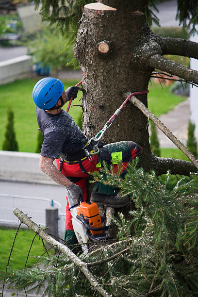 Best Hedge Trimming  in Mount Airy, GA