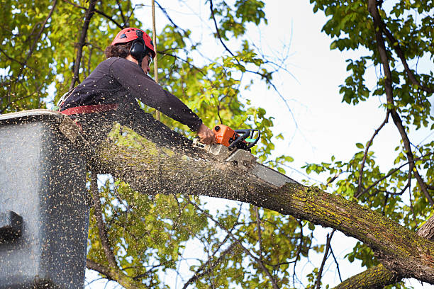 Best Storm Damage Tree Cleanup  in Mount Airy, GA