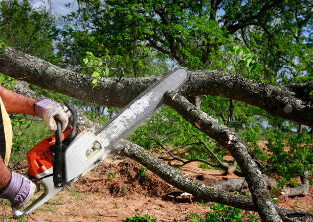 Seasonal Cleanup in Mount Airy, GA